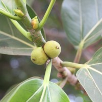 Ficus benghalensis L.